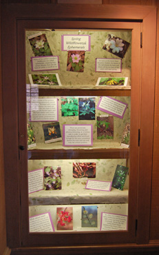 Shelter Display Cases