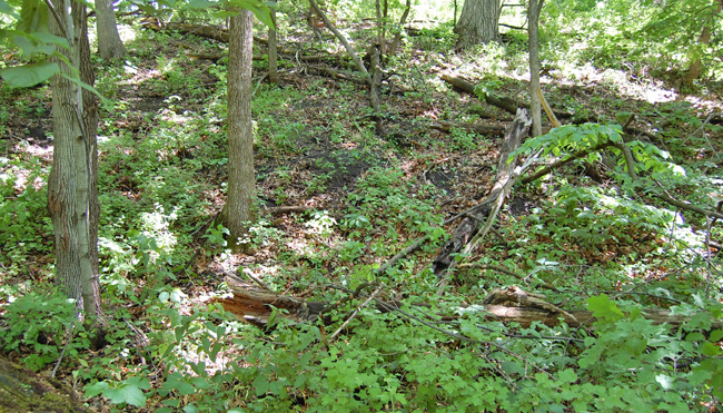 Violet Planting in 2009
