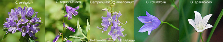 Bellflower comparison