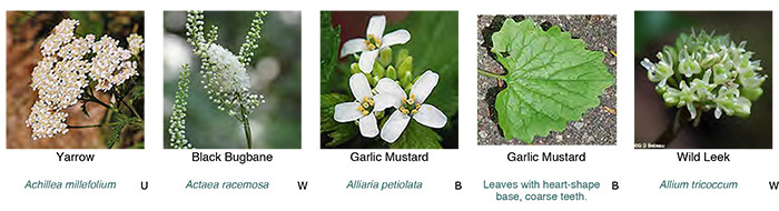 Identification Sheet