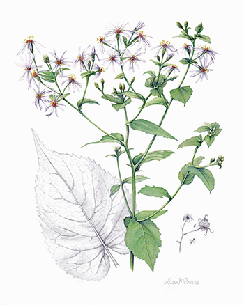 Big leaf aster drawing