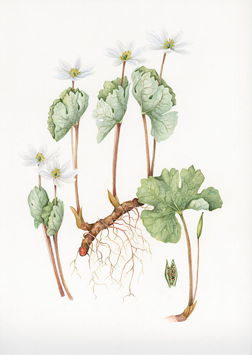 Bloodroot drawing