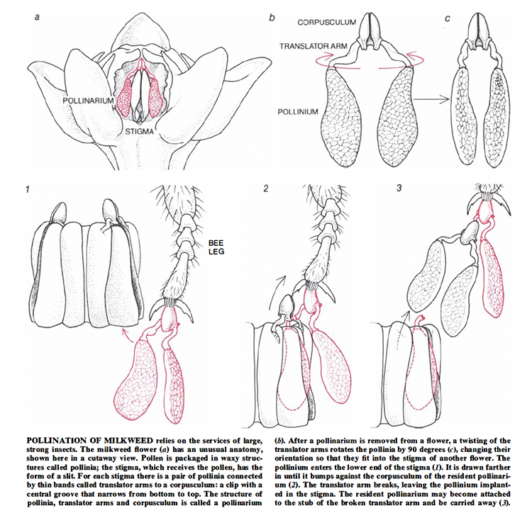 pollination diagrams