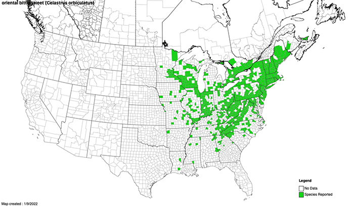 Distribution map of oriental bittersweet