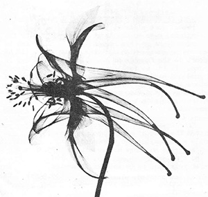 X-ray flower image