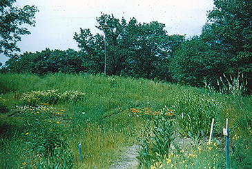 Upland Garden Path