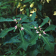 Wild poinsettia