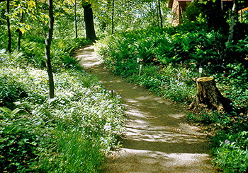 Woodland Garden in June