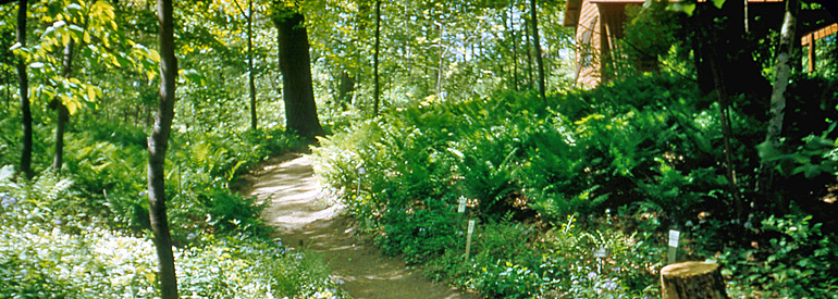 woodland garden east path