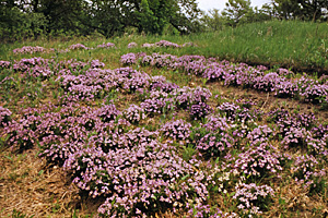Bird's-foot violet bed
