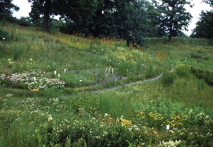 upland hillside