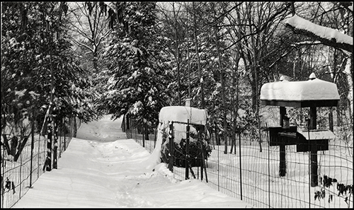 Bird feeding station in the Garden 1936