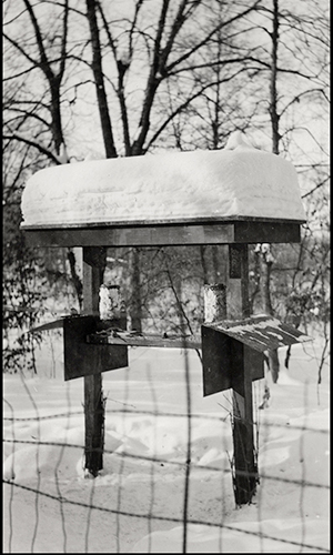 Bird feeding station 1936