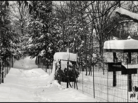 1936 bird feeding station