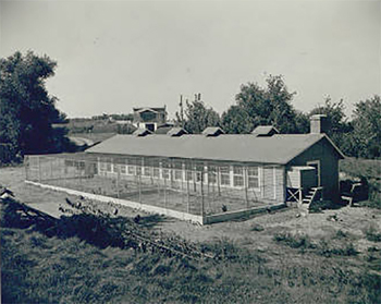 Duck house