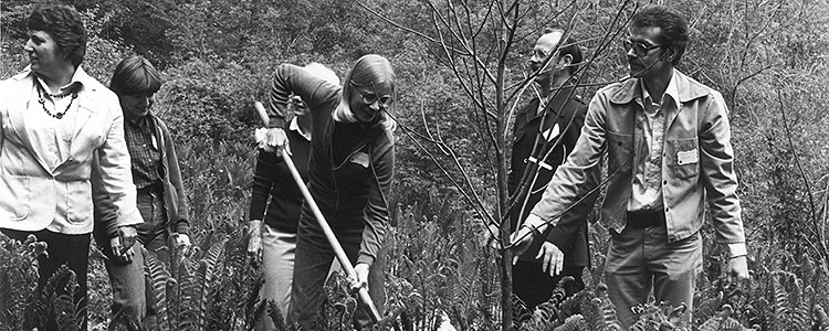 Mountain Ash Planting