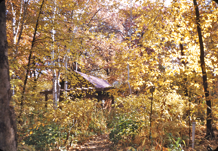 The garden office in yellow leaves