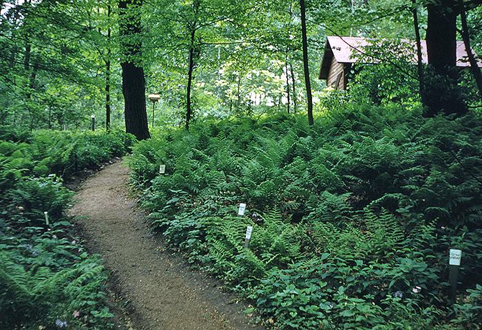 East Woodland Path