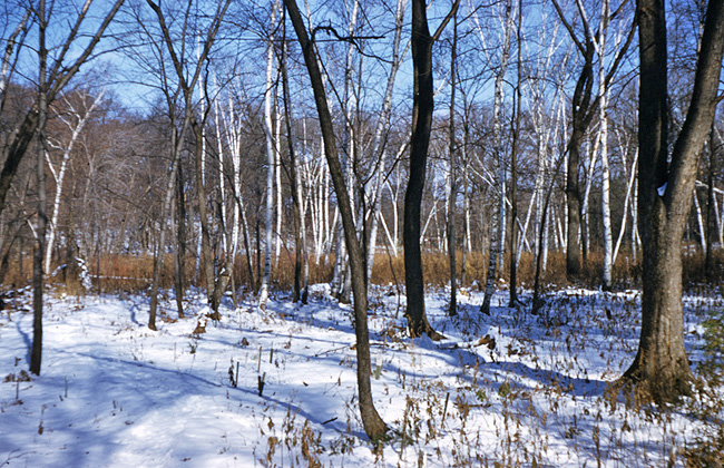 Garden Bog in 1951
