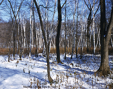 Marsh in winter.