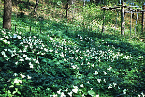 large flowered trillium