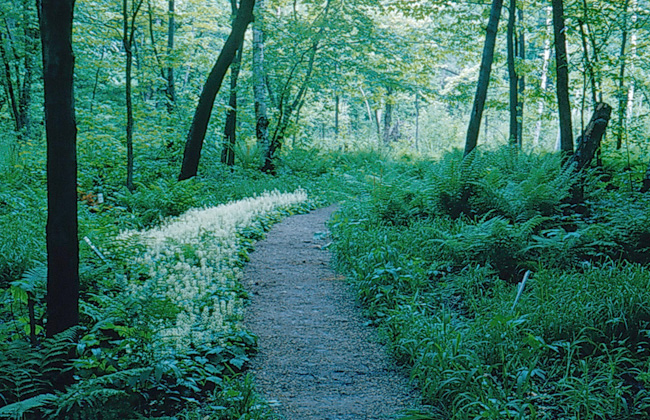 Foamflowers in the bog