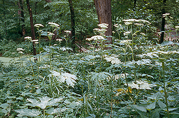 Cow Parsnip