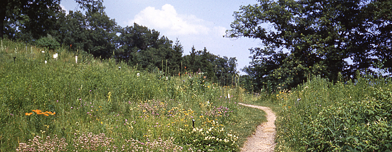 Upland Garden in Summer