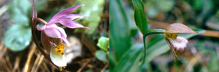 Ram's head and Calypso