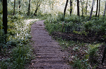 Foam flower on marsh path