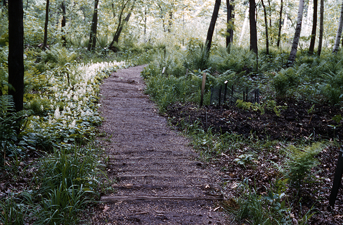 Foam Flower Path