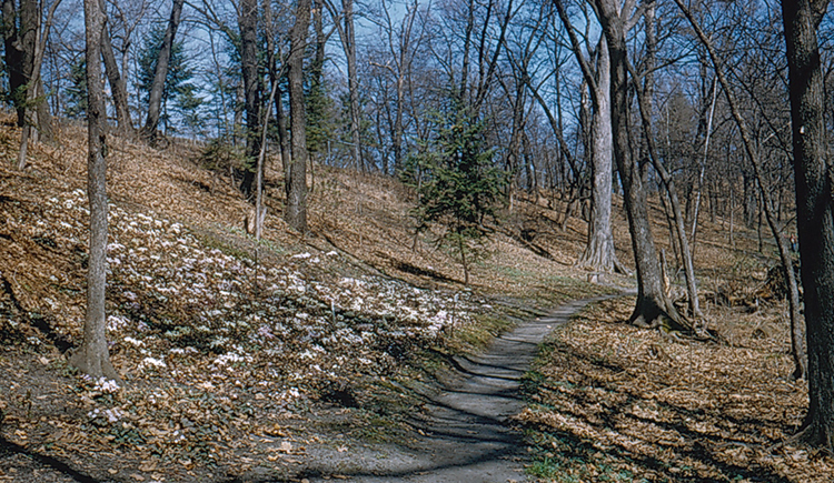 Hepatica Hill on April 16, 1955