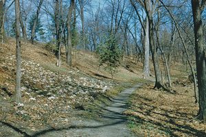 Hepatica Hill