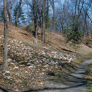 Hepatica Hill