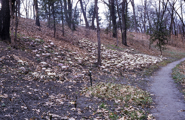 Hepatica hill 1955