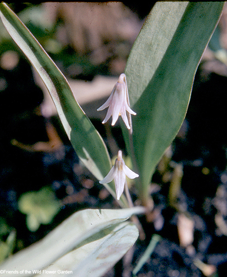 Minnesota Dwarf Troutlily