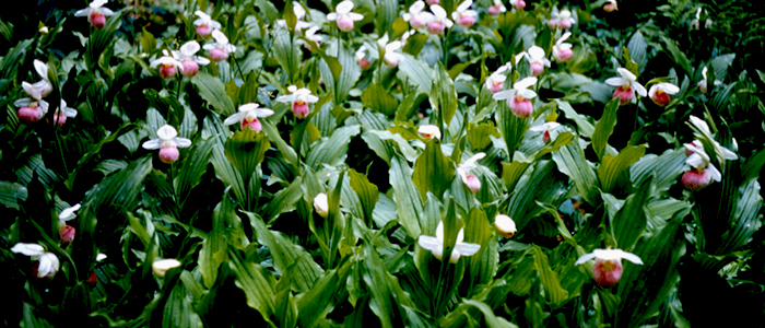 Showy Lady Slipper