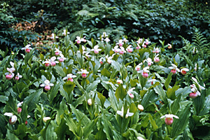 Showy Lady's-slippers