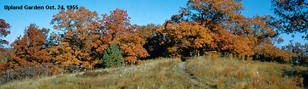 Upland Garden in fall
