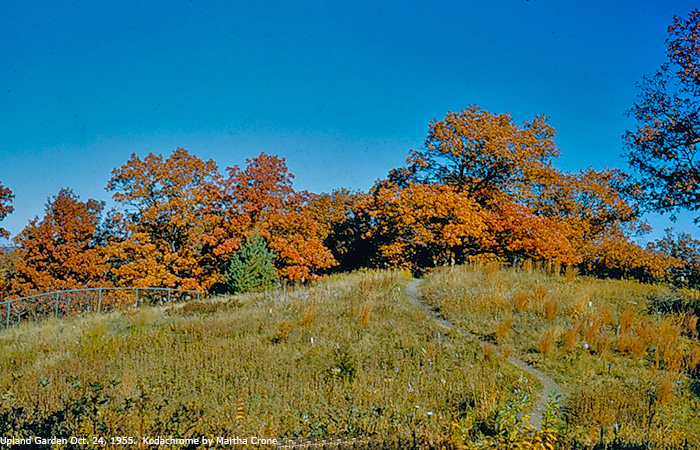 upland oaks in 1957