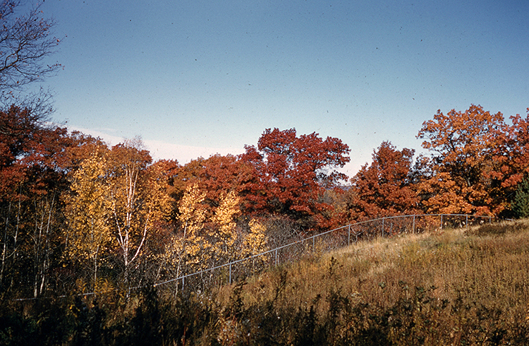 Upland fence and aspens and oaks