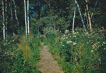 Marsh Path 1948