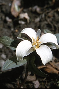 Snow trillium