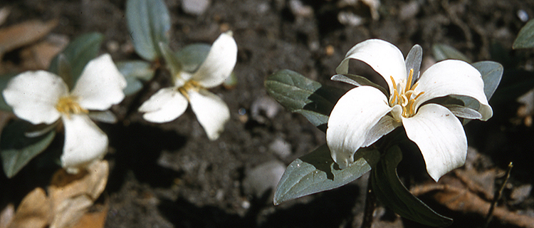 Snow Trillium with 4 parts