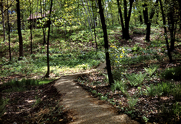 East Woodland path 1948