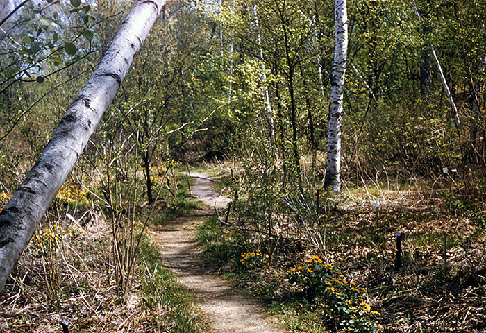 Marsh in spring 1957