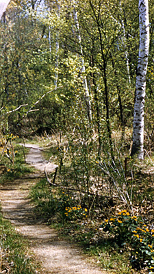 Marsh path in the spring