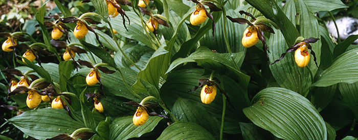 Yellow Lady Slipper