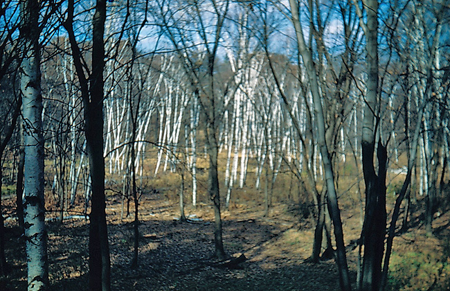 birches in wetland - historical
