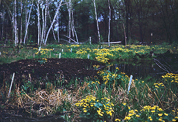 Marsh in Spring